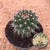 Mammillaria aurea (Pote 11)