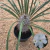 Pachypodium geayii (Pote 11)