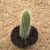 Cleistocactus baumannii (Pote 11)
