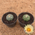 Dupla Astrophytum asterias (Pote 9)