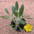 Pachypodium horombense (Pote 11)
