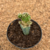 Echinopsis aurea var. shaferi monstruoso enxertado (Pote 11)