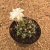 Gymnocalycium - Flor branca (Pote 9)