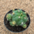 Gymnocalycium sp (Pote 11)