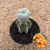 Rebutia heliosa enxertada (Pote 11)