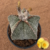 Matriz de Astrophytum myriostigma pentacostatum (Pote 15)