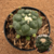 Coryphantha elephantidens cv. tanshi zougemary inermis (Pote 11) - comprar online