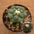 Coryphantha elephantidens cv. tanshi zougemary inermis (Pote 11) - comprar online