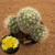 Mammillaria baumii (Pote 9) - comprar online