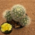 Mammillaria baumii (Pote 9) - comprar online