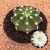 Echinopsis subdenudata (Pote 11)