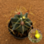 Ferocactus histrix (Pote 9)