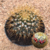 Mammillaria nivosa (Pote 11)