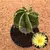 Astrophytum ornatum - BRINDE