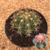 Melocactus matanzanus (Pote 11)