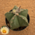 Astrophytum myriostigma pentacostatum nudum (Pote 11)