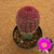 Echinocereus rigidissimus var. rubispinus enxertado (Pote 11)