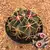 Ferocactus recurvus - BRINDE