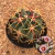 Ferocactus recurvus (Pote 11)