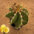Matriz de Astrophytum ornatum (Pote 18)