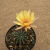 Lobivia arachnacantha - Flor amarelo claro (Pote 9) - comprar online