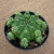 Gymnocalycium multiproliferum (Pote 11) - comprar online