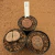 Kit lithops - Cacto pedra 16 (Pote 7) - comprar online