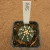 Astrophytum asterias ooibo 588 (Pote 10) - comprar online