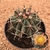 Ferocactus horridus (Cuia 18)