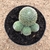 Rebutia heliosa var. theresae enxertado (Pote 11) - comprar online