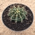 Gymnocalycium friedrichii (Pote 11)