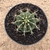 Gymnocalycium friedrichii (Pote 11) - comprar online
