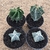 Kit Astrophytum (Pote 11)