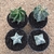 Kit Astrophytum (Pote 11) - comprar online