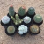 Kit Mammillaria (Pote 11)