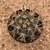Melocactus canescens (Pote 11) - comprar online