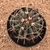 Ferocactus horridus (Pote 11) - comprar online