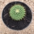 Mammillaria marksiana (Pote 11) - comprar online