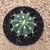 Melocactus oaxacensis (Pote 11) - comprar online