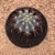 Melocactus azureus (Pote 11) - comprar online