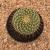Mammillaria rhodantha (Pote 11) - comprar online