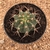 Melocactus glaucescens (Pote 11) - comprar online