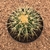 Echinocactus grusonii (Pote 11) - comprar online