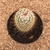 Mammillaria bombycina (Pote 11) - comprar online