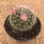 Mammillaria bocasana var. roseiflora (Pote 11)