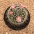 Mammillaria bocasana var. roseiflora (Pote 11) - comprar online