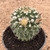 Mammillaria nejapensis (Pote 11)
