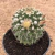 Mammillaria nejapensis (Pote 11)