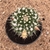 Mammillaria nejapensis (Pote 11) - comprar online