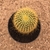 Parodia leninghausii (Pote 11) - comprar online